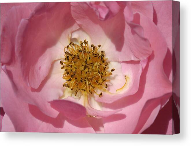 Rose Canvas Print featuring the photograph Pink rose by Matthias Hauser
