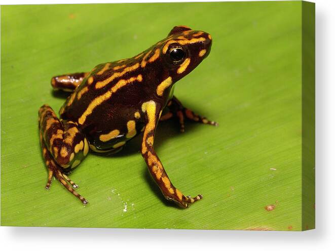 Mp Canvas Print featuring the photograph Poison Dart Frog Epipedobates Sp New by Pete Oxford