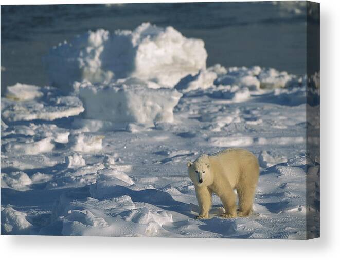 00761615 Canvas Print featuring the photograph Polar Bear Lone Yearling On Shore by Suzi Eszterhas