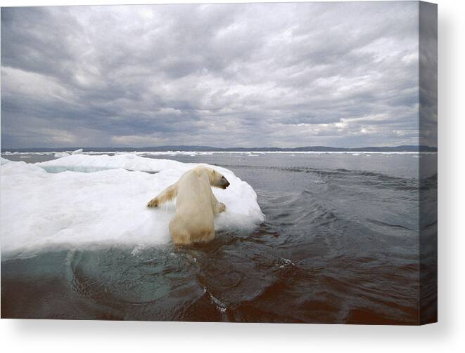 Mp Canvas Print featuring the photograph Polar Bear Ursus Maritimus Hauling by Flip Nicklin