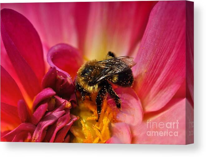 Bee Canvas Print featuring the photograph Pollen Covered by Elaine Manley