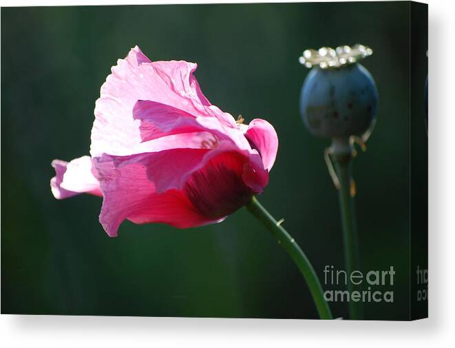 Poppy Canvas Print featuring the photograph Poppy by Anjanette Douglas