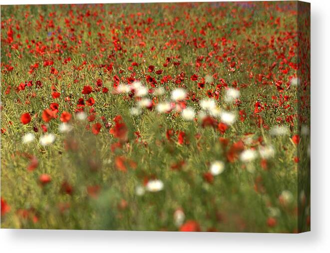 Agriculture Canvas Print featuring the photograph Poppy field VI by Emanuel Tanjala