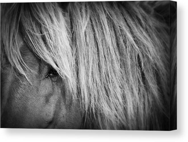 Wild Canvas Print featuring the photograph Portrait of a Wild Horse by Bob Decker
