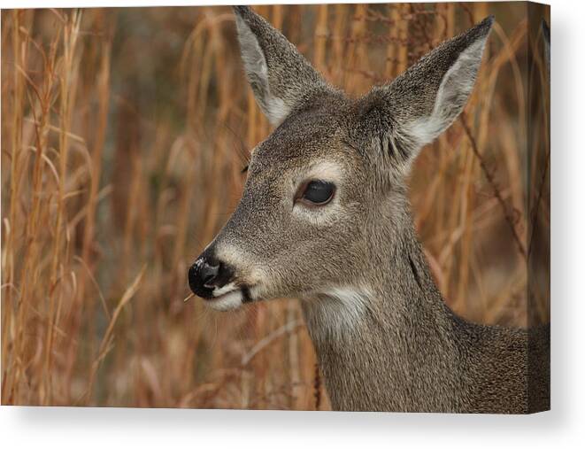 Odocoileus Virginanus Canvas Print featuring the photograph Portrait Of Browsing Deer by Daniel Reed