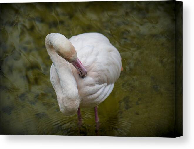 Clare Bambers Canvas Print featuring the photograph Preening. by Clare Bambers