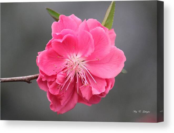 Pink Canvas Print featuring the photograph Pretty In Pink by Amy Gallagher