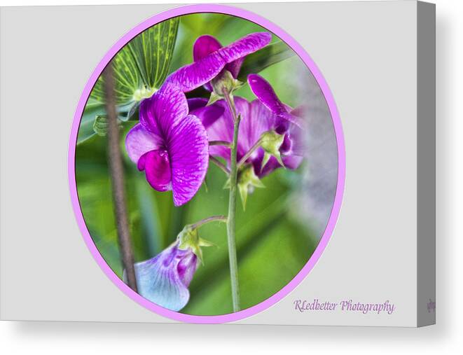 Greeting Cards Canvas Print featuring the photograph Pretty In Pink by Renee Ledbetter