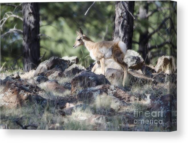 Fine Art Canvas Print featuring the photograph Pronghorn Antelope Fawn by Donna Greene