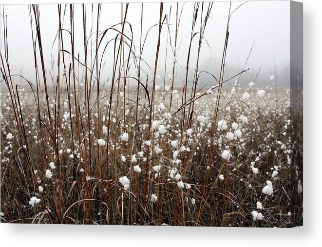 Landscape Canvas Print featuring the photograph Puffed Wheat by Pat Purdy