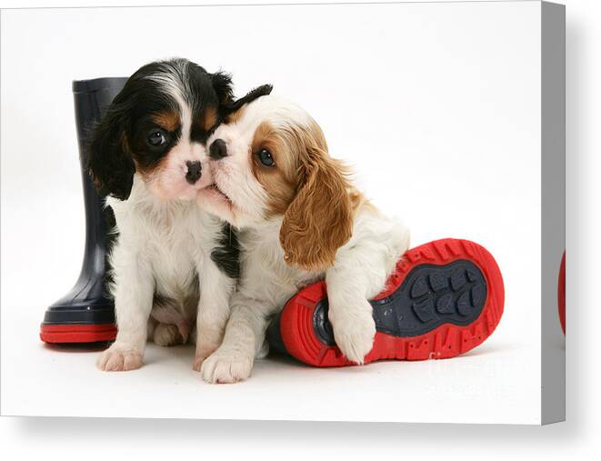 Animal Canvas Print featuring the photograph Puppies With Rain Boots by Jane Burton