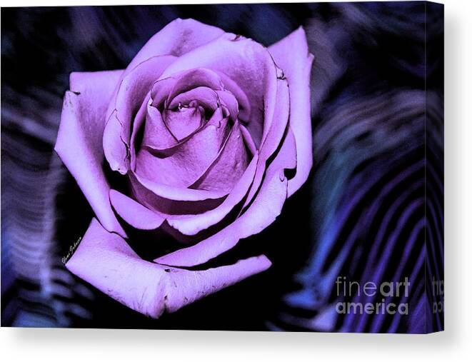 Rose Canvas Print featuring the photograph Purple rose by Yumi Johnson