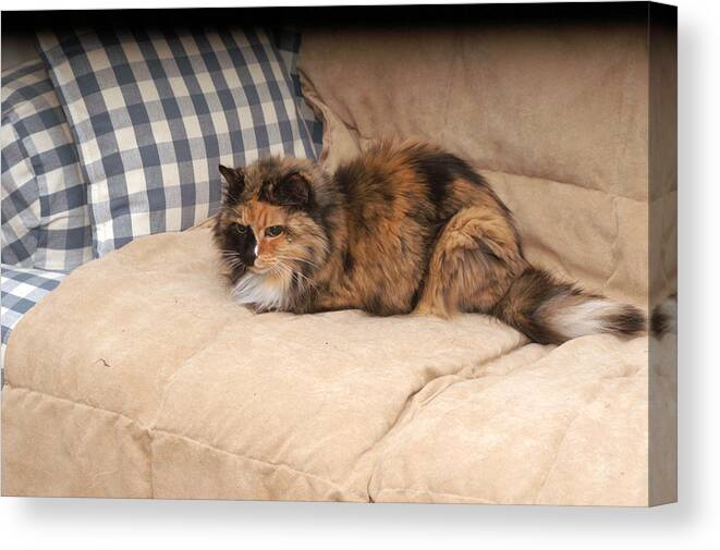 Cat Canvas Print featuring the photograph Queen of the Couch by Wanda Brandon