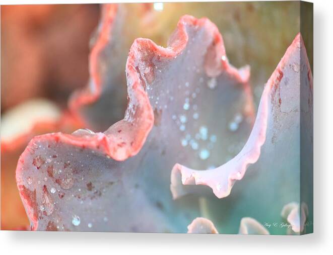 Succulent Canvas Print featuring the photograph Rain Drops Of Colors by Amy Gallagher