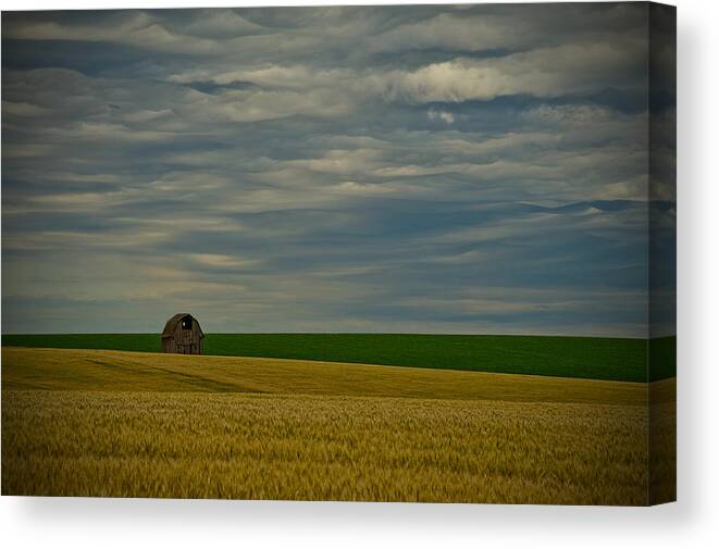 Wheat Canvas Print featuring the photograph Rainy Day Blues by Dan Mihai