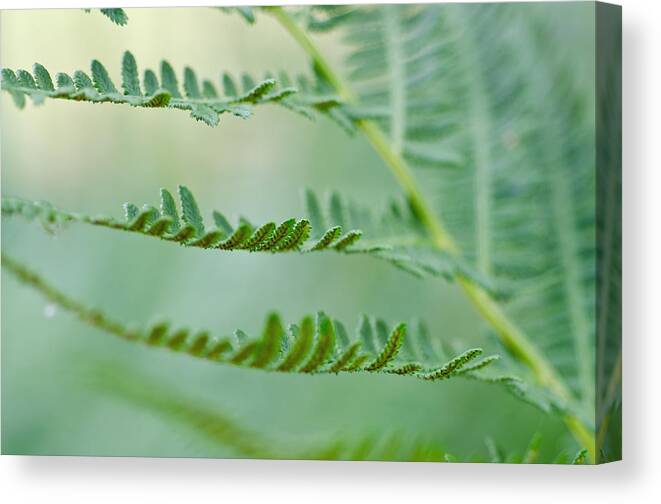 Ferns Canvas Print featuring the photograph Reaching Ferns by Margaret Pitcher