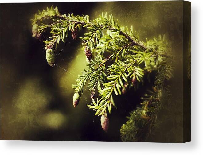 Pine Canvas Print featuring the photograph Reaching by Scott Wyatt