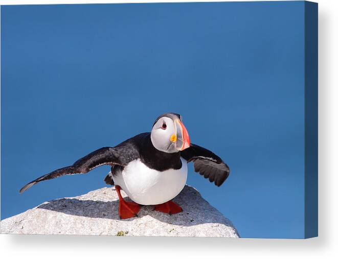Puffin Canvas Print featuring the photograph Ready For Takeoff by Bruce J Robinson