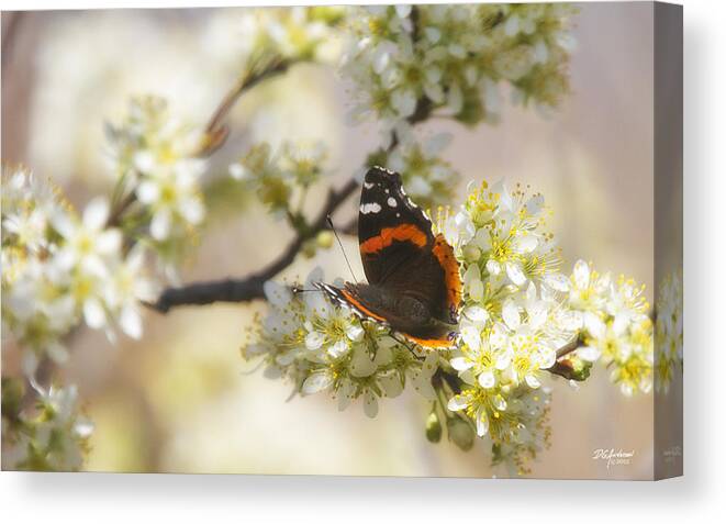 Butterfly Canvas Print featuring the photograph Red Admiral on wild plum by Don Anderson