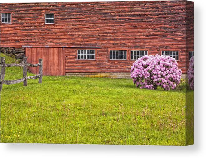 Bonnyvale Road Canvas Print featuring the photograph Red Barn Pink Bush by Tom Singleton