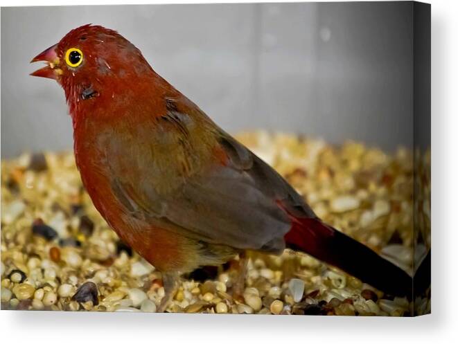 Finch Canvas Print featuring the photograph Red Billed Fire Finch by DigiArt Diaries by Vicky B Fuller