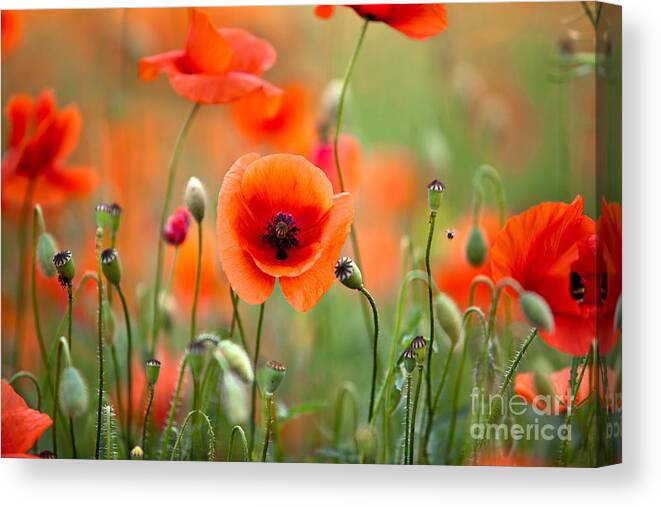 Poppy Canvas Print featuring the photograph Red Corn Poppy Flowers 05 by Nailia Schwarz