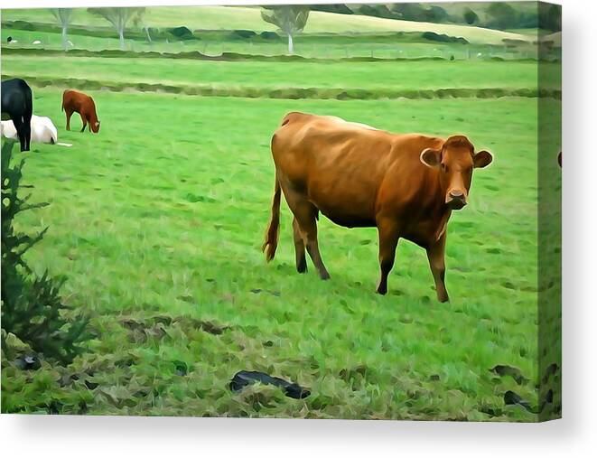 Cattle Canvas Print featuring the photograph Red Cow by Norma Brock