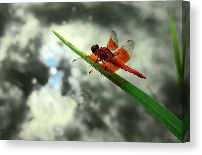 Fauna Canvas Print featuring the photograph Red Dragonfly by Viktor Savchenko