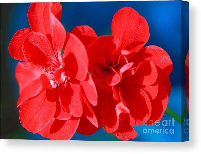 Flowers Canvas Print featuring the photograph Red garden flowers by Gaspar Avila