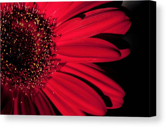 Gerbera Canvas Print featuring the photograph Red Gerbera by Laura Melis