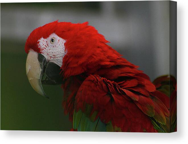 Hovind Canvas Print featuring the photograph Red Macaw by Scott Hovind