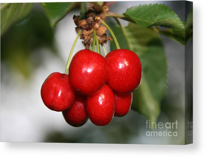 Red Canvas Print featuring the photograph Red Ripe Cherries by Joan McArthur