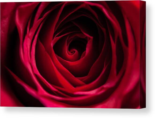 Flower Canvas Print featuring the photograph Red Rose by Matt Malloy