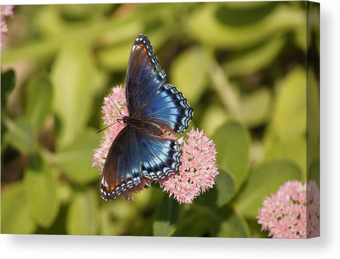 Butterfly Canvas Print featuring the photograph Red-spotted Purple on Autumn Glory by Robert E Alter Reflections of Infinity LLC