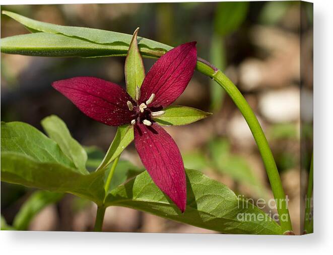 Trillium Plant Spring Macro Closeup Red Leaf Green Flower Blosso Canvas Print featuring the photograph Red Trillium by Les Palenik