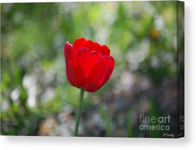 Red Tulip Canvas Print featuring the photograph Only but a Single Tulip by Susan Stevens Crosby