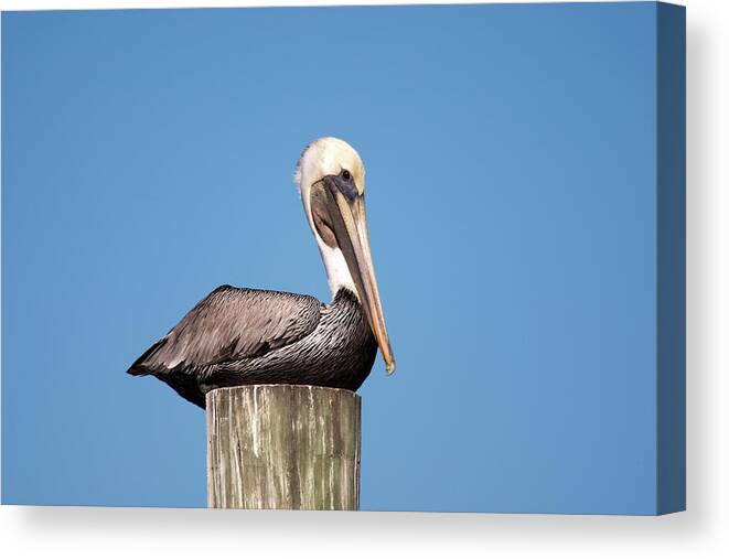 Pelican Canvas Print featuring the photograph Rest Pelican by Nick Shirghio
