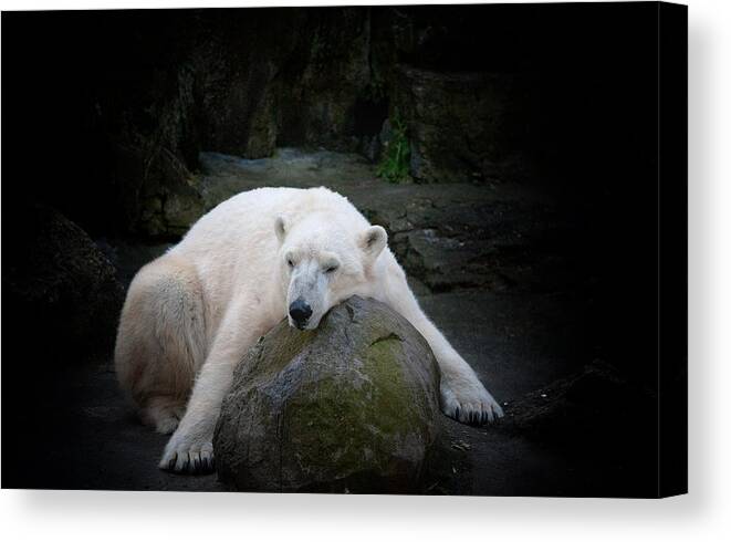 Polar Bear Canvas Print featuring the photograph Resting Polar by Karol Livote