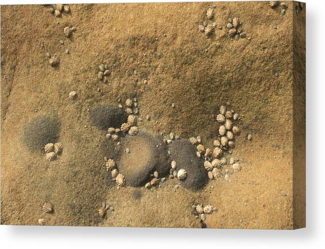 Rocks Canvas Print featuring the photograph Rock and Shells by Suzanne Lorenz