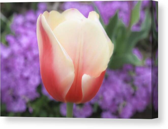 Tulip Canvas Print featuring the photograph Rose And Cream Tulip by Barbara Dean