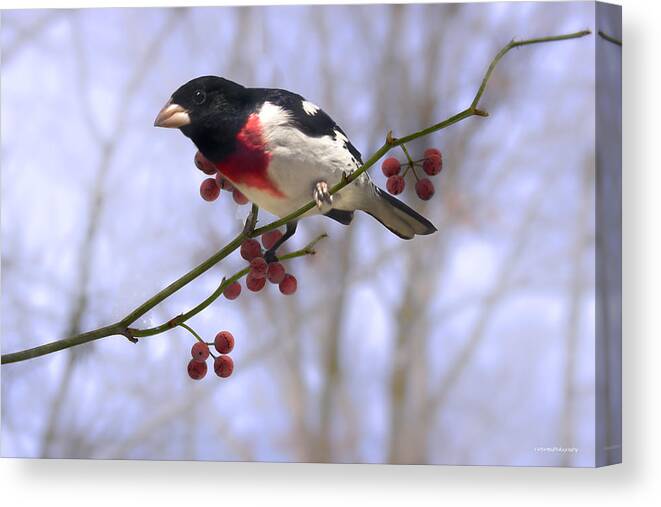 Winter Canvas Print featuring the photograph Rose Breasted Grosbeak by Ron Jones