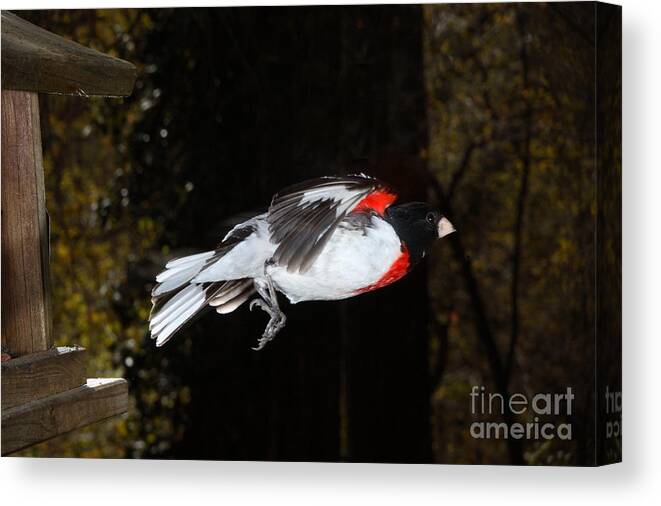 Male Rose-breasted Grosbeak Canvas Print featuring the photograph Rose-breasted Grosbeak by Ted Kinsman