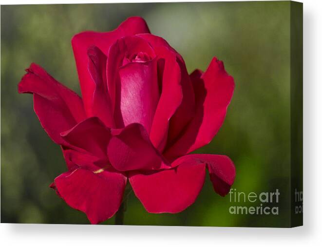 Rose Canvas Print featuring the photograph Rose Flower Series 2 by Heiko Koehrer-Wagner