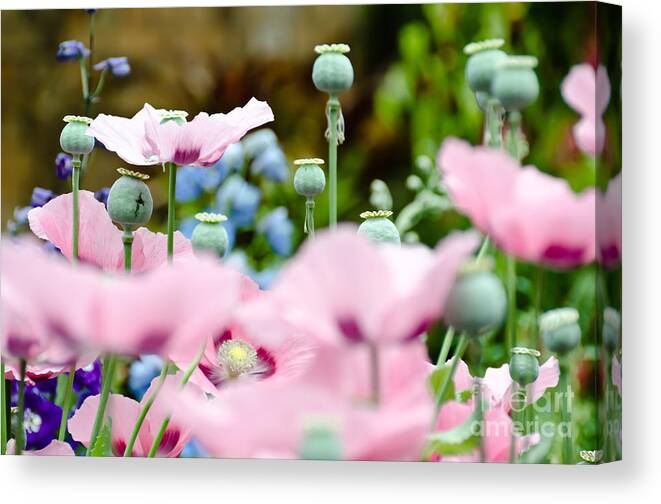 Flower Canvas Print featuring the photograph Rose Poppies by Yurix Sardinelly