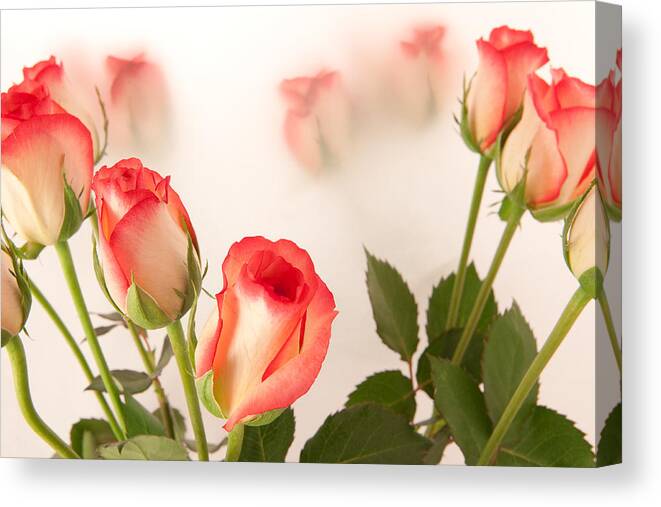 Aroma Canvas Print featuring the photograph Roses by Tom Gowanlock