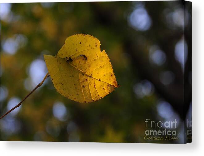 Leaf Canvas Print featuring the photograph Rough Around The Edges by Constance Woods