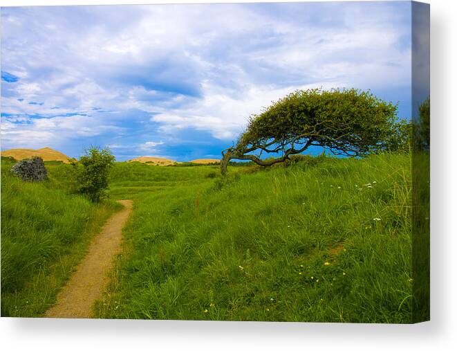 Landscape Canvas Print featuring the photograph Rubjerg path by Mike Santis
