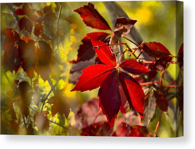 Fall Canvas Print featuring the photograph Ruby Jewels by Marilyn Cornwell
