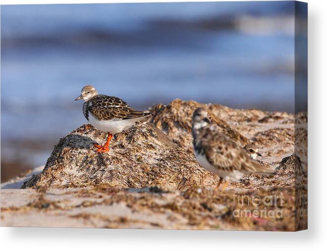 Hidden Canvas Print featuring the photograph Ruddy Turnstone by Jennifer Zelik