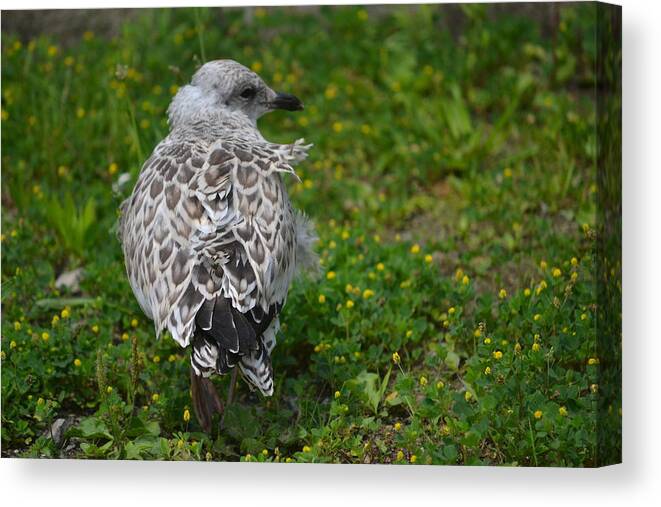 Birds Canvas Print featuring the photograph Ruffeled by Monica Lyons